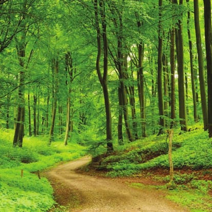 Paranjape Forest Trails Brochure Image 5