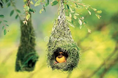 Marvel Selva Ridge Estate Image 6