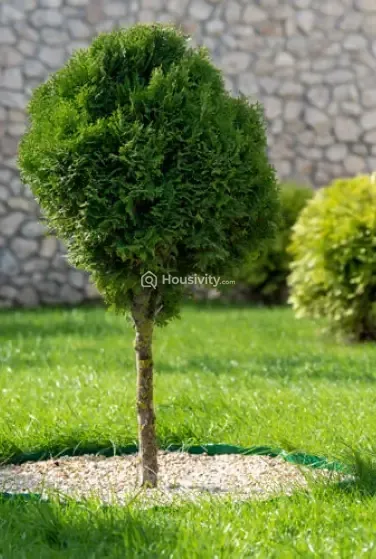 Siddhivinayak Anaya Image 6