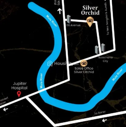 Silver Orchid Image 6