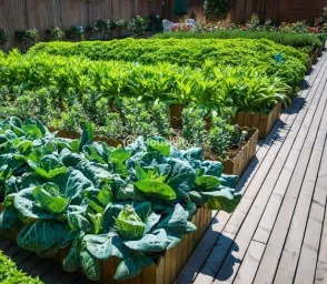 Modi Wisteria Image 3