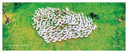 Central Park Flower Valley Bignonia Towers Brochure Image 11