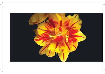 Tulip Monsella Brochure Image 6