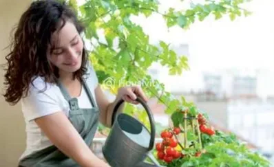 MRG The Balcony Image 5