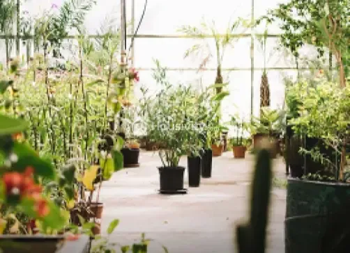 MP Ferns Paradise Image 2