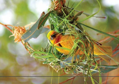 Sowparnika Olivia Nest Brochure Image 3