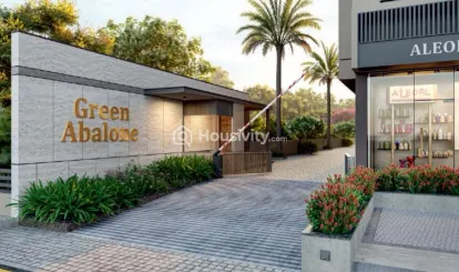 Green Abalone Image 2