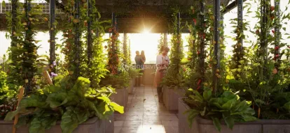 The Bougainvillea Image 8