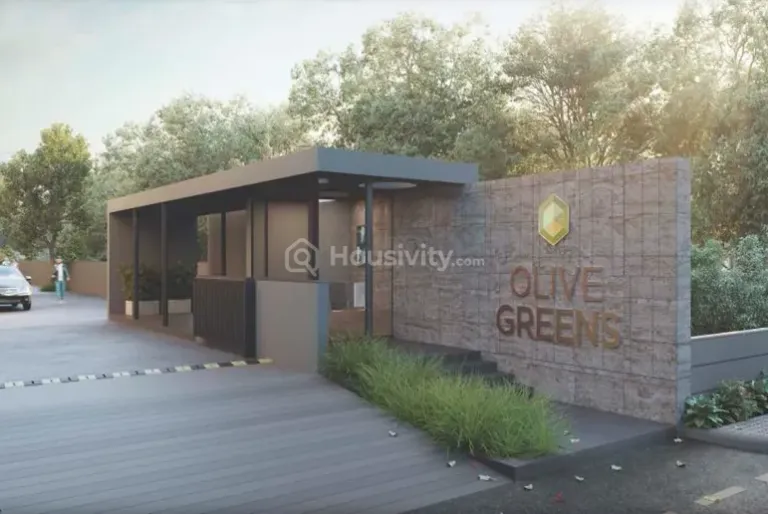 Olive Greens Image 9