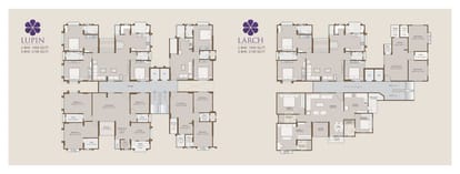 Lupin Larch Brochure Image 3
