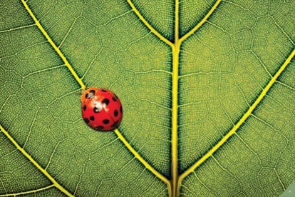 Marvel Selva Ridge Estate Brochure Image 13