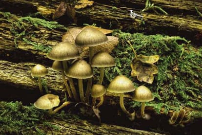 Marvel Selva Ridge Estate Brochure Image 20
