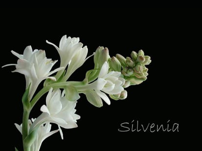 Associated Silvenia Brochure Image 1