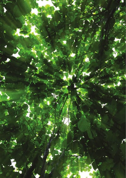 Manbhum Home Tree Brochure Image 4