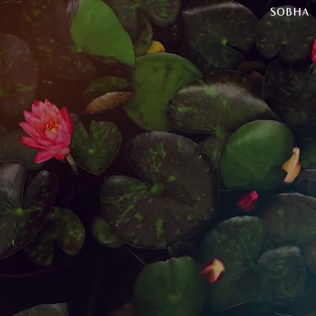Sobha Ayana At Bangaluru